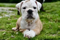 Winston, a male Olde English Bulldogge for sale in Grove, OK – 7 of 9