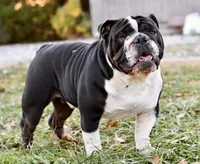 Kenya, a female English Bulldog and Olde English Bulldogge for sale in Grove, OK – 9 of 10