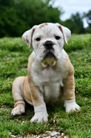 Winston, a male Olde English Bulldogge for sale in Grove, OK – 3 of 9