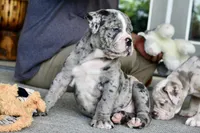Hoss, a male English Bulldog and Olde English Bulldogge for sale in Grove, OK – 10 of 10