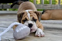 Petunia , a female English Bulldog and Olde English Bulldogge for sale in Grove, OK – 4 of 10