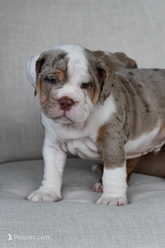 Stuffy – English Bulldog, Olde English Bulldogge puppy for sale in Grove, OK