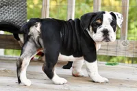 Bruce, a male English Bulldog and Olde English Bulldogge for sale in Grove, OK – 2 of 10