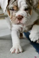 Stuffy, a male English Bulldog and Olde English Bulldogge for sale in Grove, OK – 5 of 10