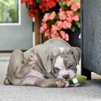 Clyde, a male English Bulldog and Olde English Bulldogge for sale in Grove, OK – 6 of 10