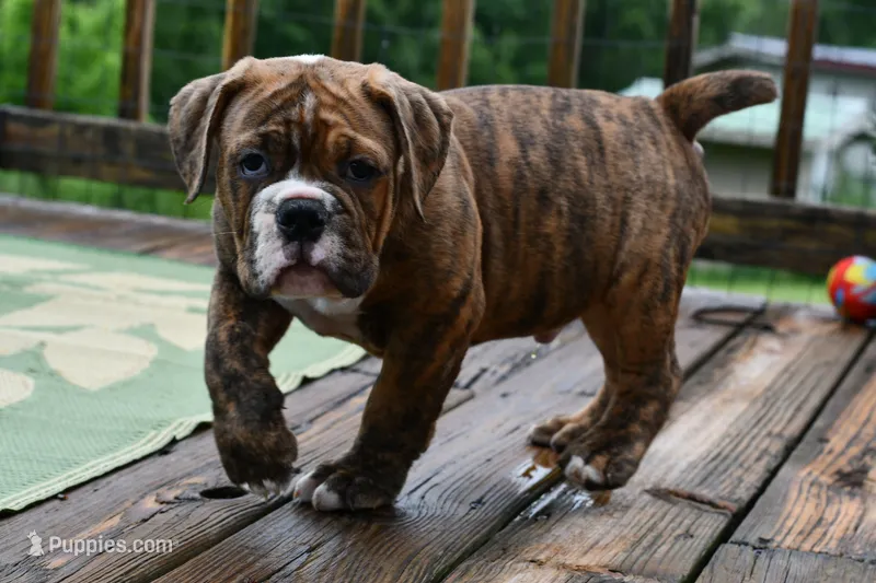 Red – Olde English Bulldogge puppy for sale in Grove, OK