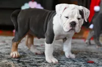 processed/c52a21a5-abd4-4081-a356-38d4582486f9/listing/c6d6f8ec-8e25-419b-bc05-35db432f6f2b/2046943f-e9a9-4a40-8fc7-4904644f0371