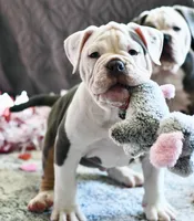 processed/c52a21a5-abd4-4081-a356-38d4582486f9/listing/c6d6f8ec-8e25-419b-bc05-35db432f6f2b/4c483e95-ac17-43d3-915b-3ddf5b8e03ab