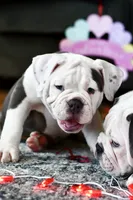 processed/c52a21a5-abd4-4081-a356-38d4582486f9/listing/c6d6f8ec-8e25-419b-bc05-35db432f6f2b/6742c3e2-0889-4ef6-afa9-85bdb0fafb66