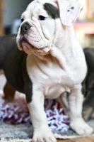 processed/c52a21a5-abd4-4081-a356-38d4582486f9/listing/c6d6f8ec-8e25-419b-bc05-35db432f6f2b/82355b4b-611c-4a46-9bc9-c3124ce736e4