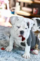 processed/c52a21a5-abd4-4081-a356-38d4582486f9/listing/c6d6f8ec-8e25-419b-bc05-35db432f6f2b/c8dbb75d-04fc-4339-a287-3d30f0a7603d