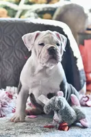 processed/c52a21a5-abd4-4081-a356-38d4582486f9/listing/c6d6f8ec-8e25-419b-bc05-35db432f6f2b/d09bf78f-d319-4ff5-8fa0-3bcdcc785713