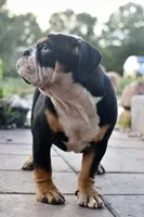Jack, a male English Bulldog and Olde English Bulldogge for sale in Grove, OK – 10 of 10