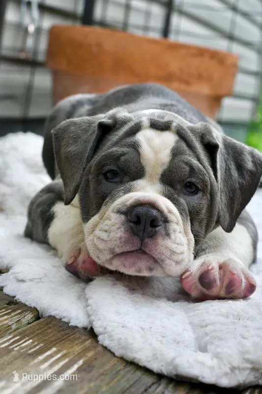 Hazel (blue and white) – English Bulldog, Olde English Bulldogge puppy for sale in Grove, OK