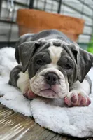 Hazel (blue and white), a female English Bulldog and Olde English Bulldogge for sale in Grove, OK – 9 of 10