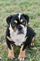Jack, a male English Bulldog and Olde English Bulldogge for sale in Grove, OK – 4 of 10