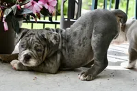 Sydney, a female English Bulldog and Olde English Bulldogge for sale in Grove, OK – 9 of 10