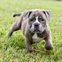 Lexi, a female English Bulldog and Olde English Bulldogge for sale in Grove, OK – 4 of 10