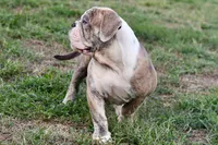 Henry, a male English Bulldog and Olde English Bulldogge for sale in Grove, OK – 7 of 10