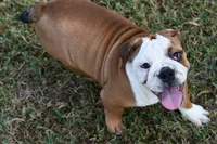 Kenya, a female English Bulldog and Olde English Bulldogge for sale in Grove, OK – 3 of 10