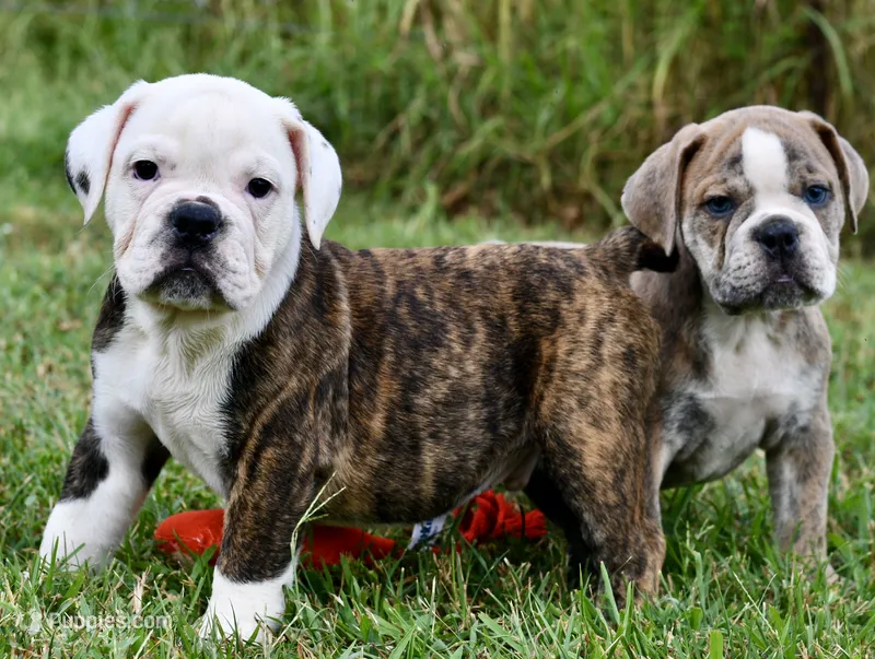 Lola – English Bulldog, Olde English Bulldogge puppy for sale in Grove, OK