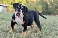Jack, a male English Bulldog and Olde English Bulldogge for sale in Grove, OK – 2 of 10