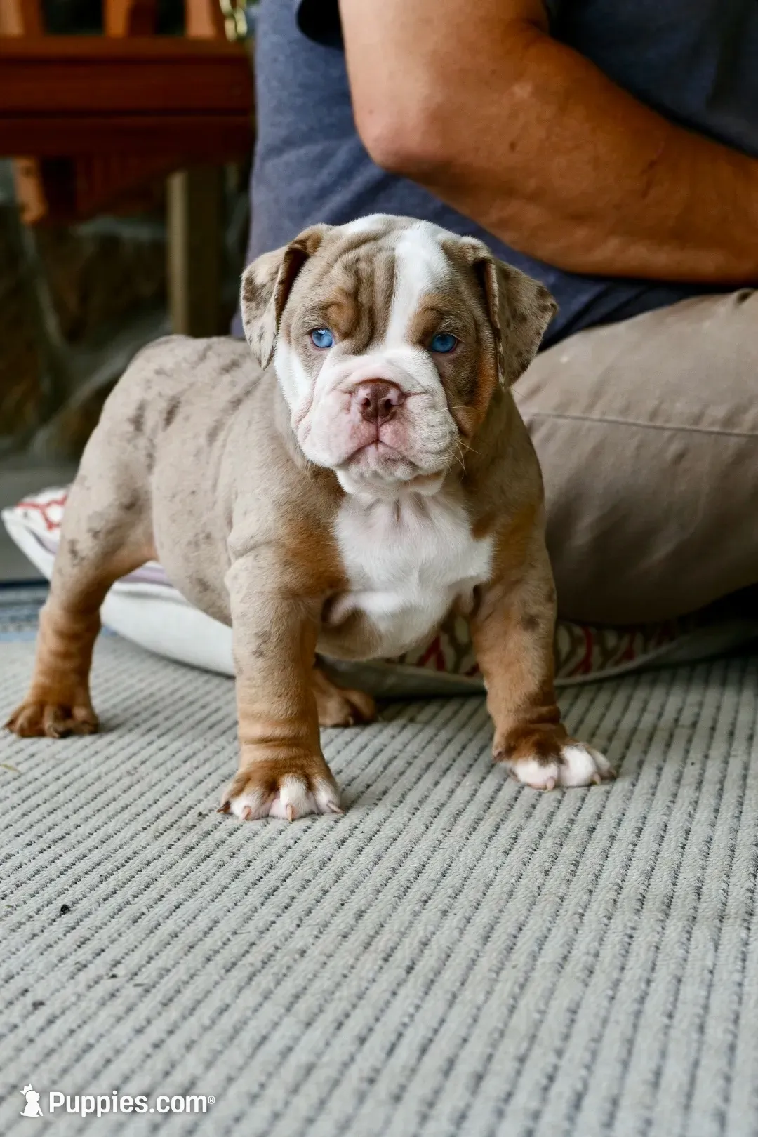 Rascal , a male English Bulldog and Olde English Bulldogge for sale in Grove, OK – 2 of 10