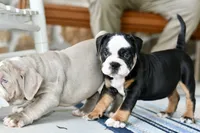 Jack, a male English Bulldog and Olde English Bulldogge for sale in Grove, OK – 4 of 10
