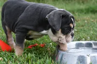 Darla, a female English Bulldog and Olde English Bulldogge for sale in Grove, OK – 4 of 10