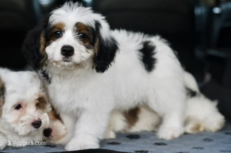 Hazel – Miniature Bernedoodle puppy for sale in Grove, OK
