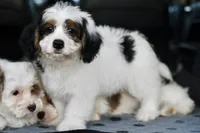 Hazel, a female Miniature Bernedoodle for sale in Grove, OK – 1 of 9