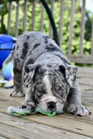 Hoss, a male English Bulldog and Olde English Bulldogge for sale in Grove, OK – 7 of 10