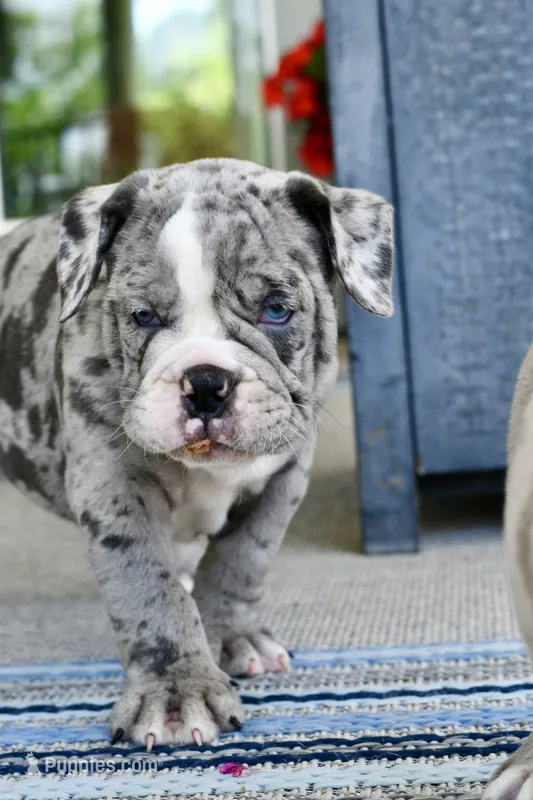 Hoss, a male English Bulldog and Olde English Bulldogge for sale in Grove, OK – 1 of 10