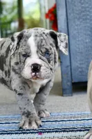 Hoss, a male English Bulldog and Olde English Bulldogge for sale in Grove, OK – 1 of 10