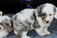 Winston, a male Miniature Bernedoodle for sale in Grove, OK – 3 of 9
