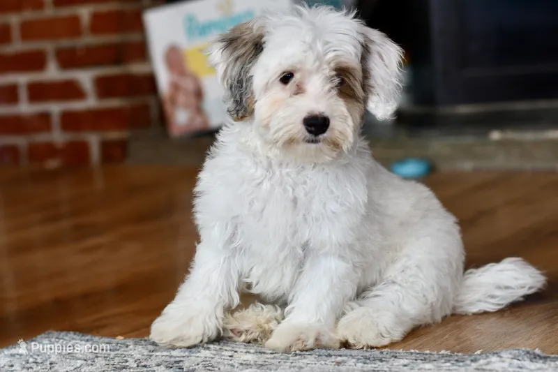 Pearl – Miniature Bernedoodle puppy for sale in Grove, OK
