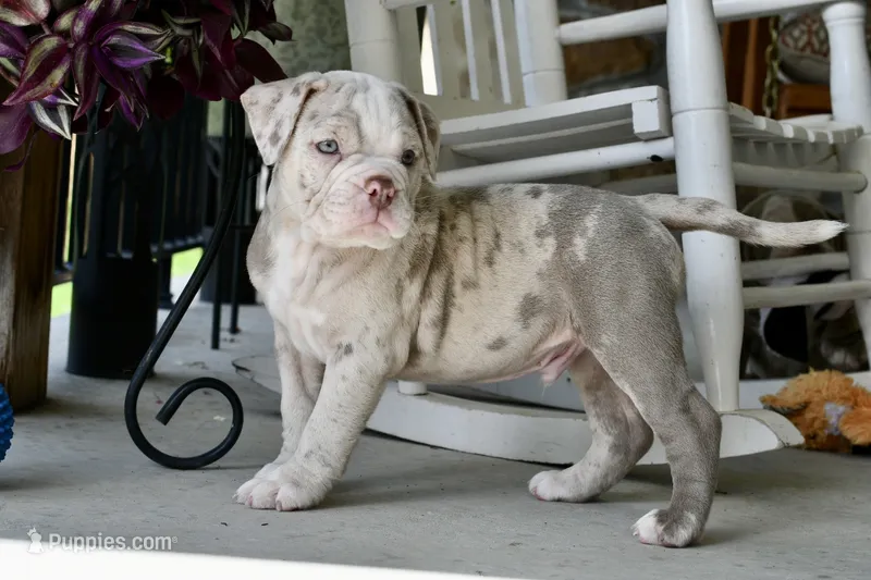 Louie, a male English Bulldog and Olde English Bulldogge for sale in Grove, OK – 1 of 10