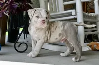 Louie, a male English Bulldog and Olde English Bulldogge for sale in Grove, OK – 1 of 10