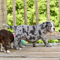 Hoss, a male English Bulldog and Olde English Bulldogge for sale in Grove, OK – 9 of 10