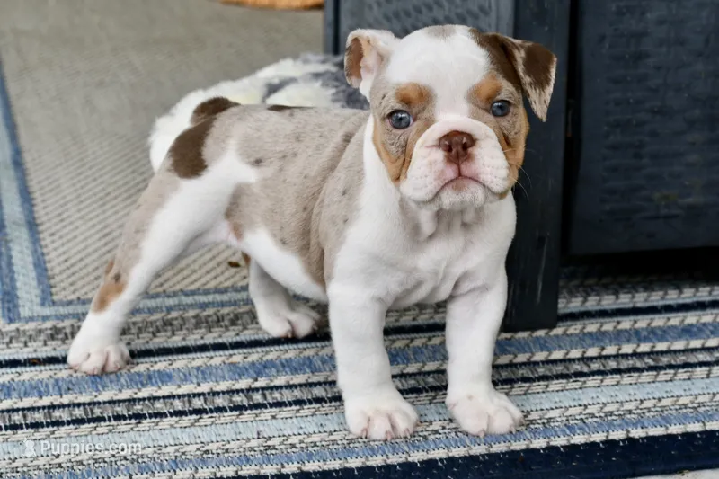 Tink, a female English Bulldog and Olde English Bulldogge for sale in Grove, OK – 1 of 10