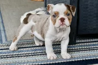Tink, a female English Bulldog and Olde English Bulldogge for sale in Grove, OK – 1 of 10