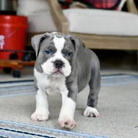 Hazel, a female English Bulldog and Olde English Bulldogge for sale in Grove, OK – 4 of 10