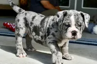 Hoss, a male English Bulldog and Olde English Bulldogge for sale in Grove, OK – 4 of 10