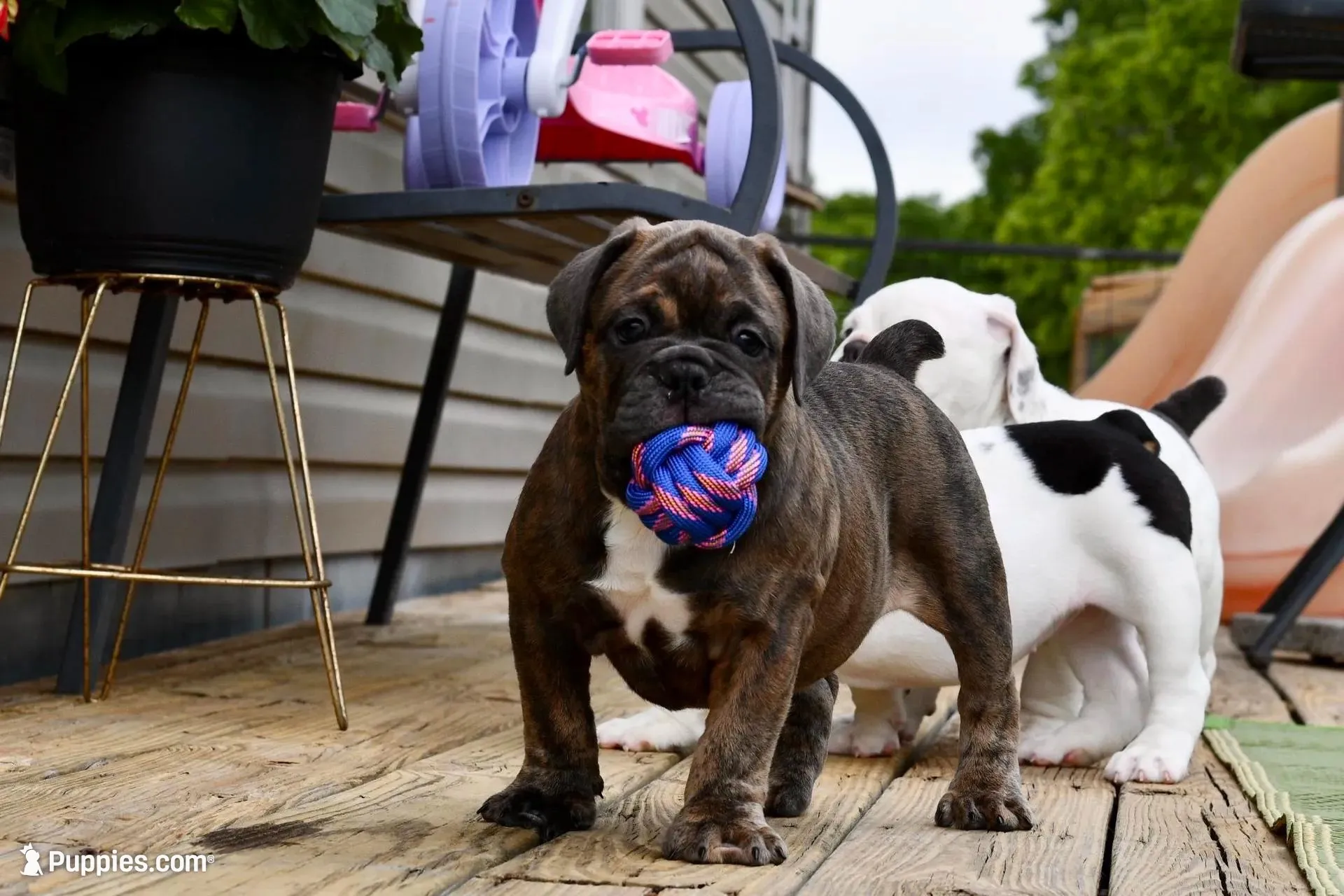 Coraline, a female Olde English Bulldogge for sale in Grove, OK – Photo 2 of 10
