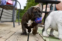 Coraline, a female Olde English Bulldogge for sale in Grove, OK – Photo 3 of 10