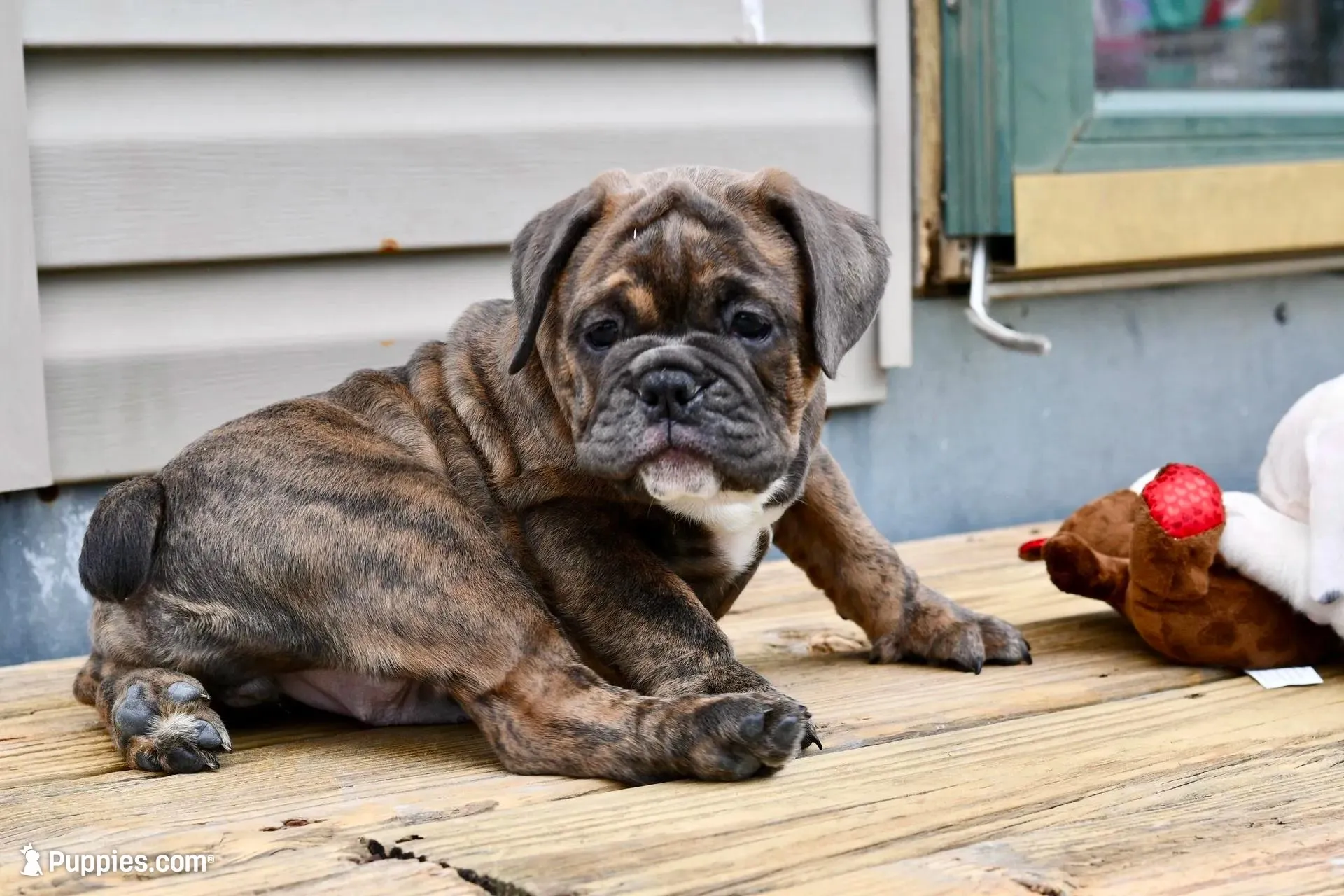 Bodybuilder Bulldog bloodlines, a female Olde English Bulldogge for sale in Grove, OK – 3 of 10