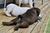 Coraline, a female Olde English Bulldogge for sale in Grove, OK – Photo 7 of 10