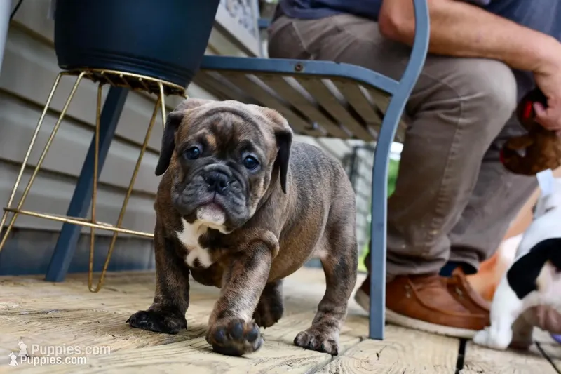 Bodybuilder Bulldog bloodlines – Olde English Bulldogge puppy for sale in Grove, OK