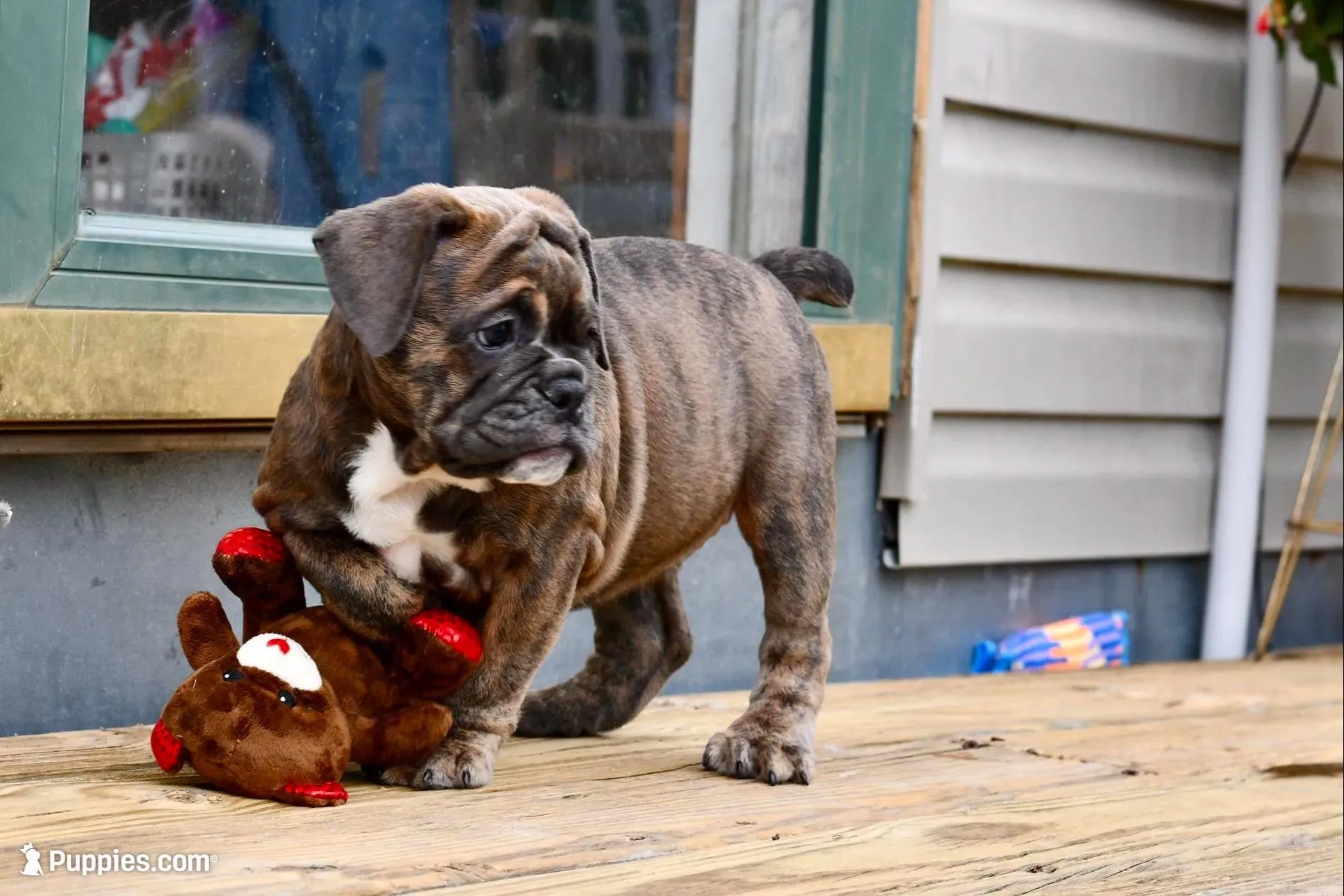 Bodybuilder Bulldog bloodlines, a female Olde English Bulldogge for sale in Grove, OK – 2 of 10