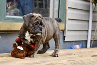 Coraline, a female Olde English Bulldogge for sale in Grove, OK – Photo 5 of 10